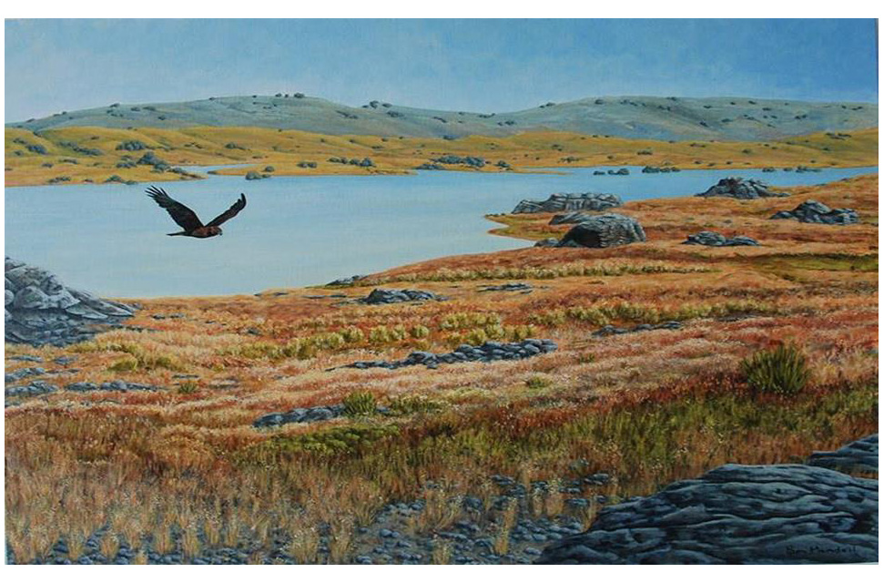 Harrier over Poolburn